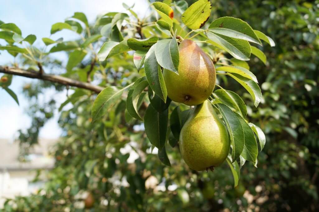 「梨」生産量全国2位の茨城県が送り出すオリジナル品種「恵水」をご存知ですか？