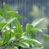 身近な環境問題の一つ「酸性雨」の原因と危険性