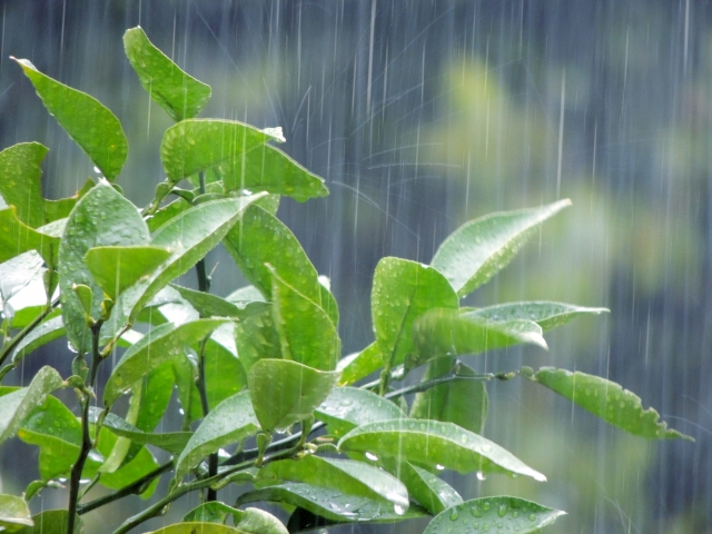 身近な環境問題の一つ「酸性雨」の原因と危険性