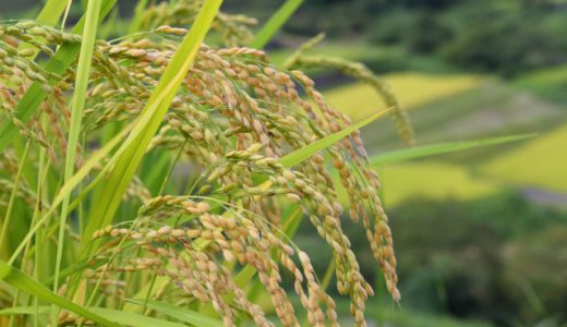 稲作は日本でいつから始まったの？伝来の歴史を調査！