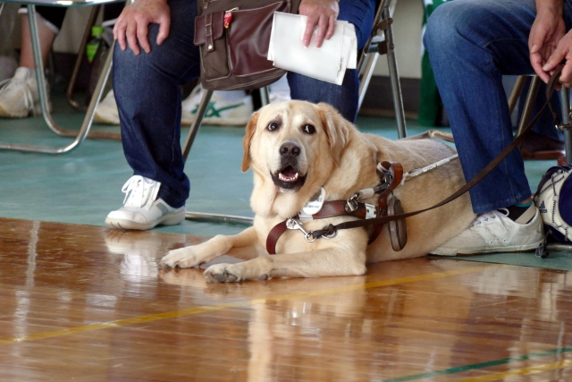 全国で活躍する盲導犬は大勢によって支えられていた