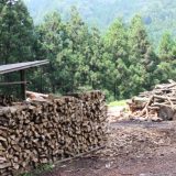 日本で普及が進められる「林業」とは？その歴史に迫る！
